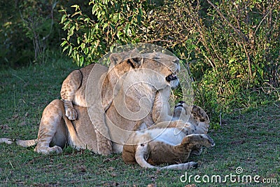 Lioness with Her Cubs Stock Photo