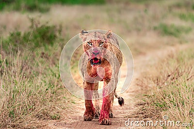 Lioness just after feeding taken in Nairobi National park Stock Photo