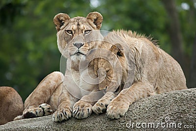 Lioness and juvenile male lion (Panthera leo). Stock Photo