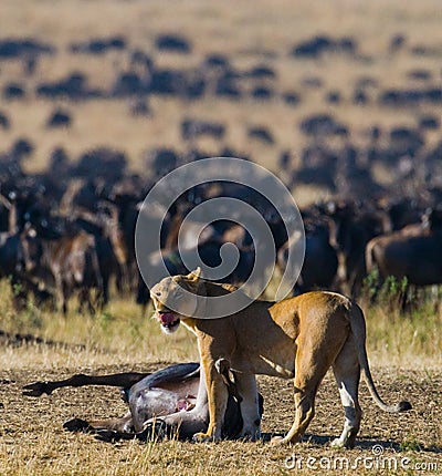 Lioness killed wildebeest. Great Migration. Kenya. Tanzania. Masai Mara National Park. Cartoon Illustration