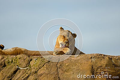 Lioness laying on rock Stock Photo