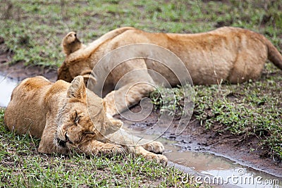Lioness licking its paw Stock Photo