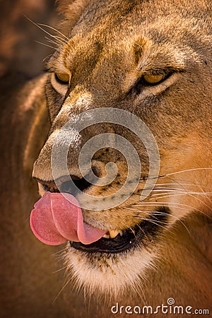 Lioness licking lips Stock Photo