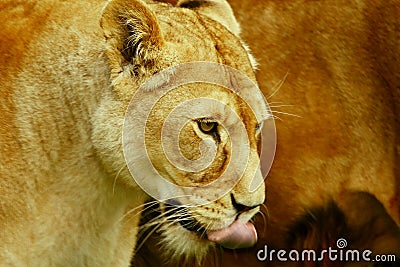 Lioness licking lips Stock Photo