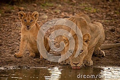 Lioness lies drinking from pool by cub Stock Photo