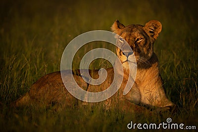 Lioness lies in grass in golden hour Stock Photo