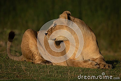 Lioness lies on grass turning head back Stock Photo