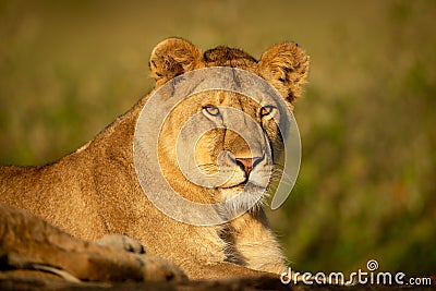 Lioness lies staring on rock in sunshine Stock Photo
