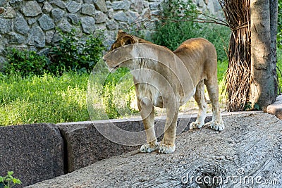 A lioness lies on a stone on a sunny day. Stock Photo