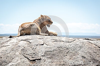 Lioness lies on sunlit rock in savannah Stock Photo