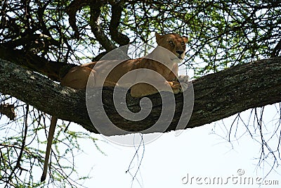 Lioness tree climbing Serengeti - Lion Safari Portrait Stock Photo