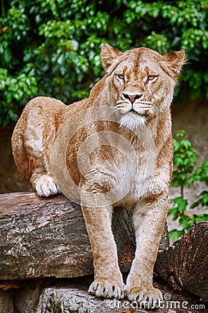 Lioness on the Log Stock Photo