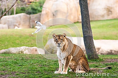 Lioness looking at camera calmly in a zoo Stock Photo