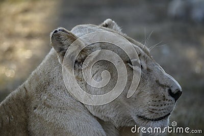 Lioness lounging in the Sun. Stock Photo
