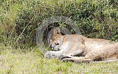Lioness lounging Stock Photo