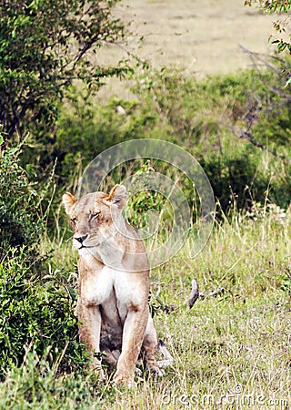 Lioness lounging Stock Photo