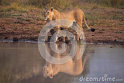 Lioness love Stock Photo