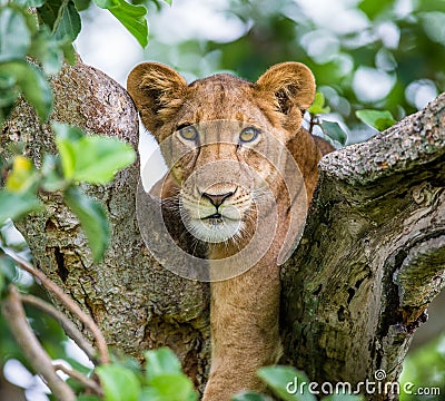 Lioness lying on a big tree. Close-up. Uganda. East Africa. Cartoon Illustration