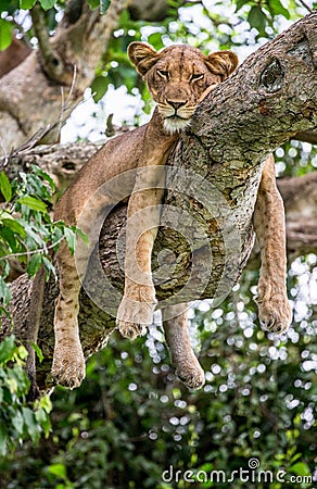 Lioness lying on a big tree. Close-up. Uganda. East Africa. Cartoon Illustration