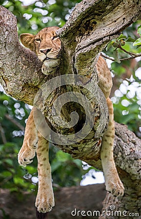 Lioness lying on a big tree. Close-up. Uganda. East Africa. Cartoon Illustration