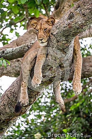 Lioness lying on a big tree. Close-up. Uganda. East Africa. Cartoon Illustration