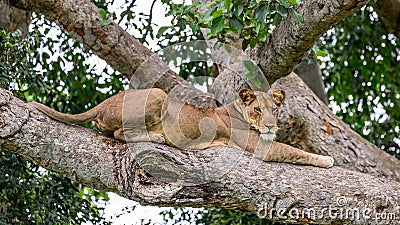 Lioness lying on a big tree. Close-up. Uganda. East Africa. Cartoon Illustration