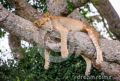 Lioness lying on a big tree. Close-up. Uganda. East Africa. Cartoon Illustration