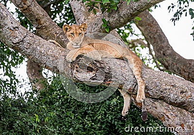 Lioness lying on a big tree. Close-up. Uganda. East Africa. Cartoon Illustration