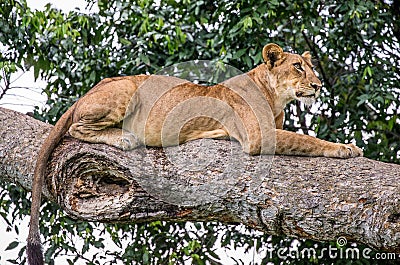 Lioness lying on a big tree. Close-up. Uganda. East Africa. Cartoon Illustration