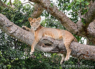 Lioness lying on a big tree. Close-up. Uganda. East Africa. Cartoon Illustration