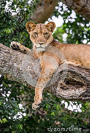 Lioness lying on a big tree. Close-up. Uganda. East Africa. Cartoon Illustration