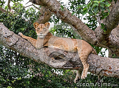 Lioness lying on a big tree. Close-up. Uganda. East Africa. Cartoon Illustration