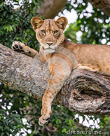 Lioness lying on a big tree. Close-up. Uganda. East Africa. Cartoon Illustration