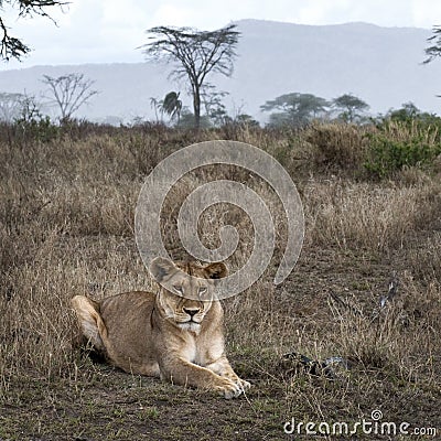 Lioness lying in bush of Serengeti, Tanzania Stock Photo