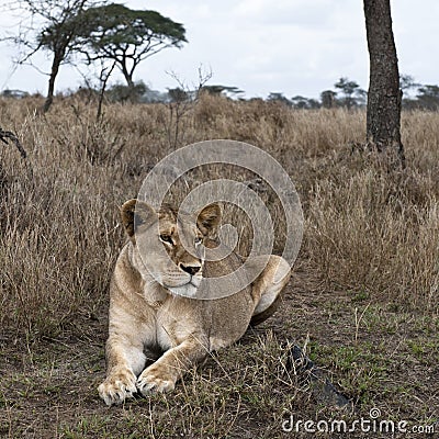 Lioness lying in bush of Serengeti, Tanzania Stock Photo