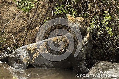 Lioness lying next to its prey in a muddy river, Serengeti Stock Photo