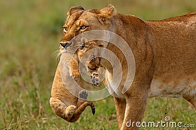 Lioness mother carries her baby Stock Photo