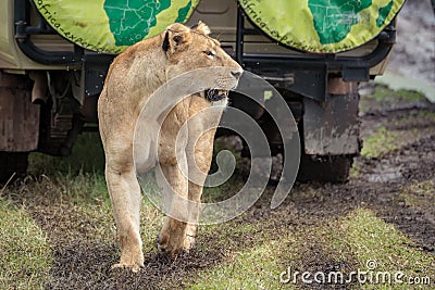 Lioness on muddy grass looks past jeep Editorial Stock Photo