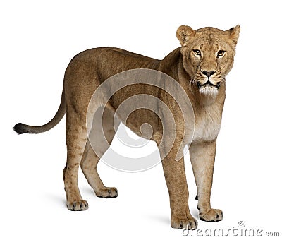 Lioness, Panthera leo, 3 years old, standing Stock Photo
