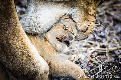 Liones mother Panthera leo carries her baby in the mouth Stock Photo