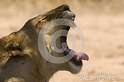 Lioness (Panthera leo) yawning side view head shot Stock Photo