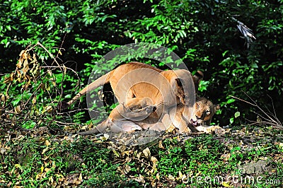 Lioness playing Stock Photo