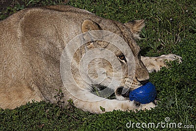 Lioness playing with blue ball Stock Photo