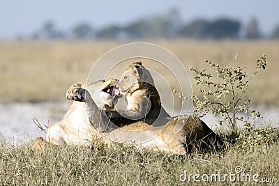 Lioness playing with her cub. Stock Photo