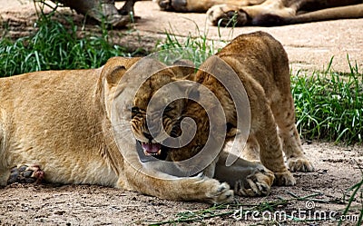 A lioness playing with her cub. Stock Photo