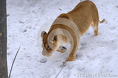 Lioness playing on snow in the outdoor municipal zoo aviary Stock Photo