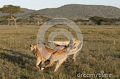 Lioness playing together Stock Photo