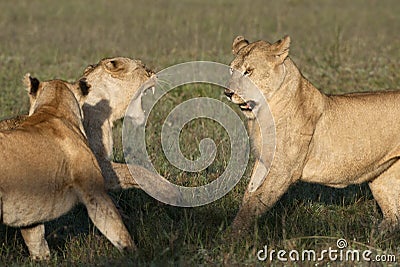 Lioness playing together Stock Photo