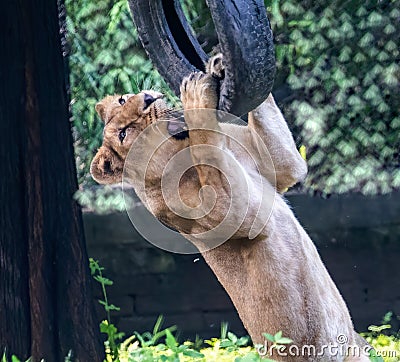 A Lioness playing with a tyre Stock Photo