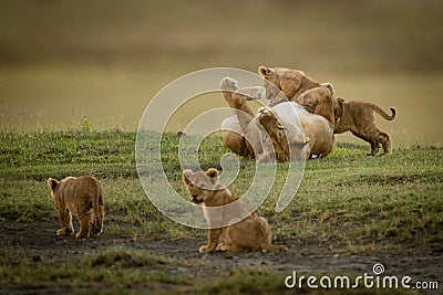 Lioness plays with cubs near two others Stock Photo